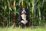BOUVIER BERNOIS 651
